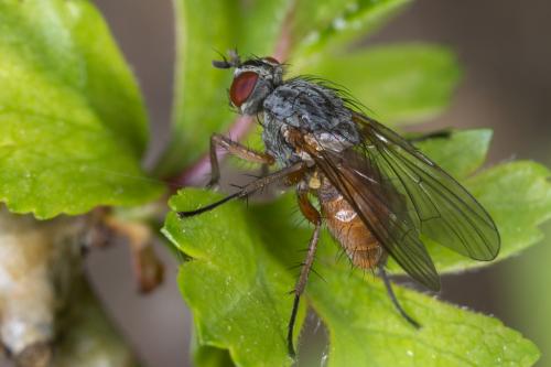 Réf. 226 762 : Pegomya sp.