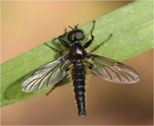 Réf. 226 491 : Bibio lanigerus