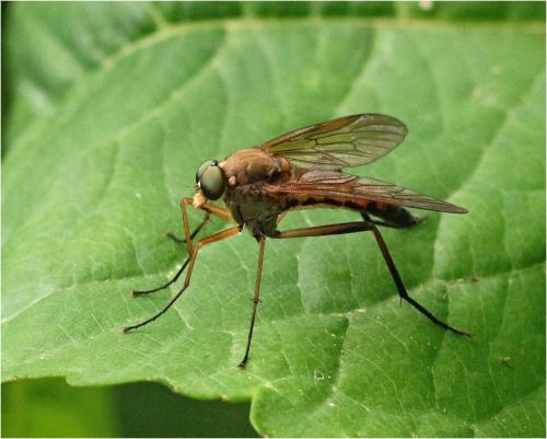 Réf. 226 961 : Rhagio tringarius