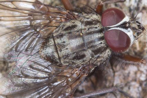 Réf. 226 812 : Phaonia errans
