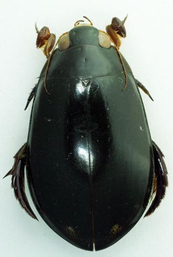 Cybister sp.
