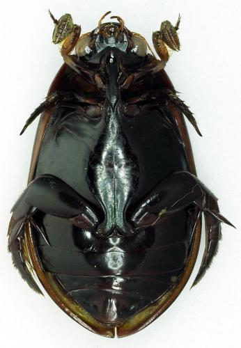 Cybister sp.