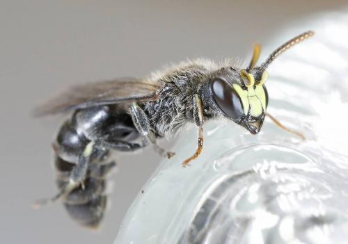 Hylaeus brachycephalus