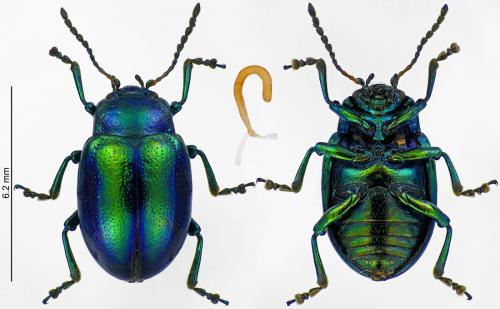 Réf. 226 990 : Chrysolina fastuosa
