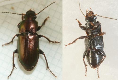 Réf. 226 356 : Harpalus distinguendus