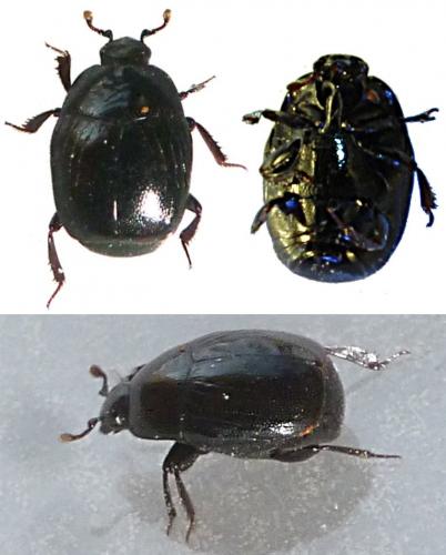 Gnathoncus nannetensis