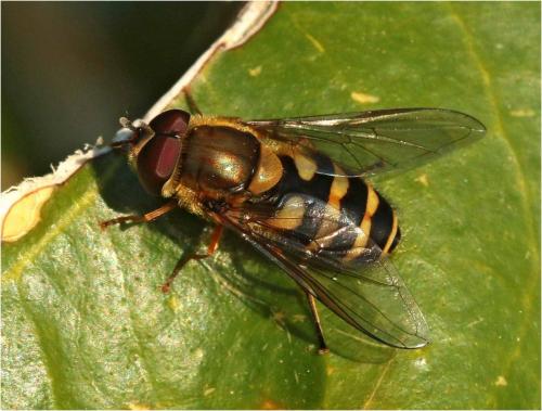 Réf. 226 805 : Syrphus sp.