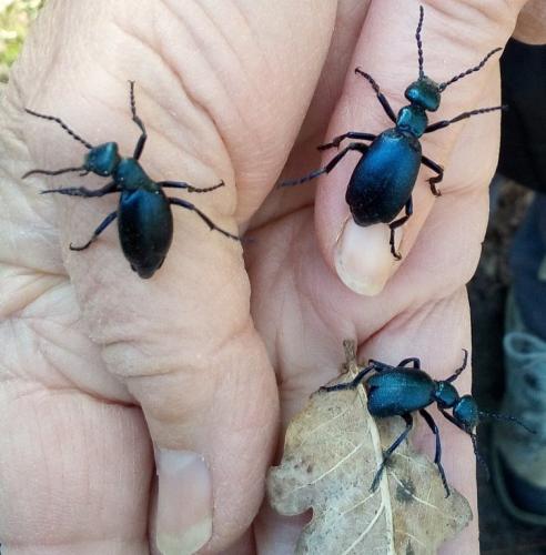 Meloe violaceus
