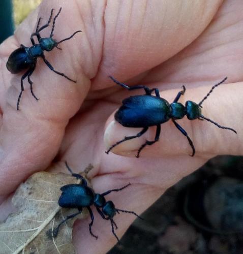 Réf. 226 227 : Meloe violaceus