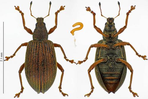 Réf. 226 981 : Polydrusus mollis
