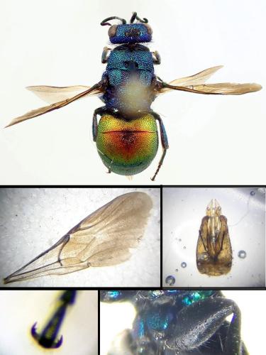 Réf. 226 954 : Hedychrum nobile