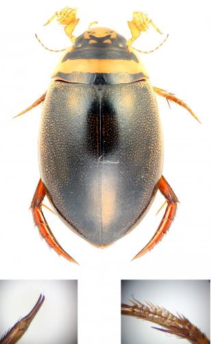 Graphoderus cinereus