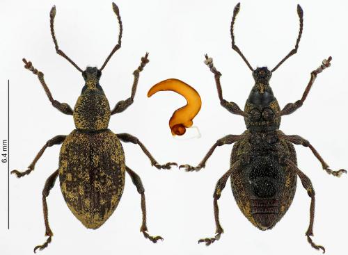 Otiorhynchus pupillatus