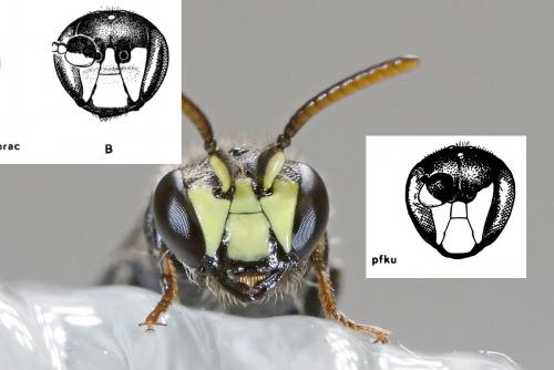 Hylaeus divers