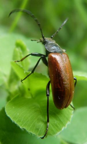 Réf. 226 895 : Omophlus lepturoides