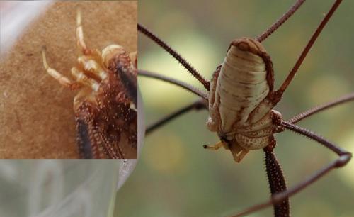 Metaphalangium cirtanum