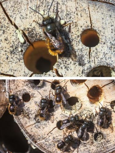 Osmia cornuta