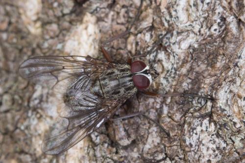 Réf. 226 761 : Phaonia errans