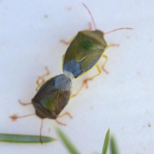 Piezodorus lituratus