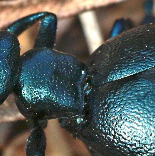 Meloe violaceus