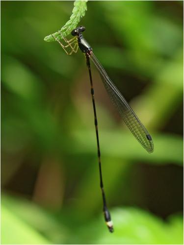 Protosticta nigra