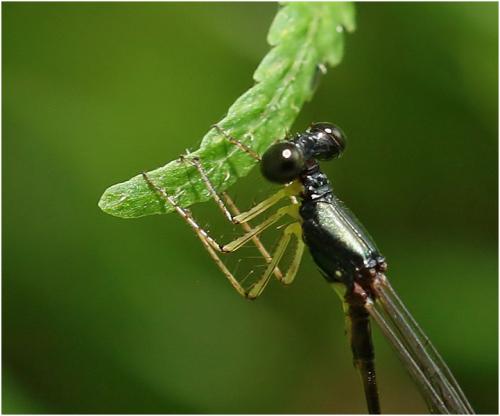 Réf. 226 963 : Protosticta nigra