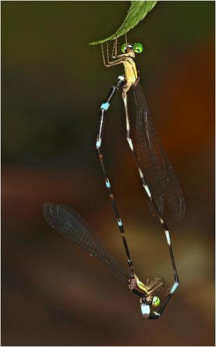 Réf. 226 361 : Protosticta satoi