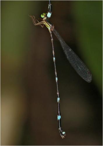 Réf. 226 359 : Protosticta satoi