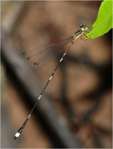 Protosticta satoi