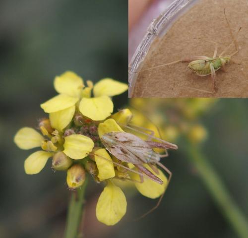 Phytocoris sp.