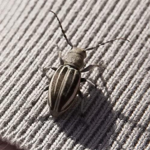 Iberodorcadion fuliginator