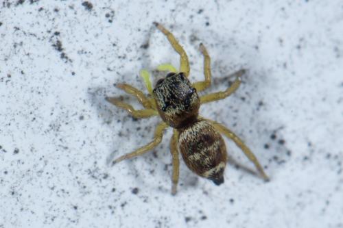 Heliophanus tribulosus