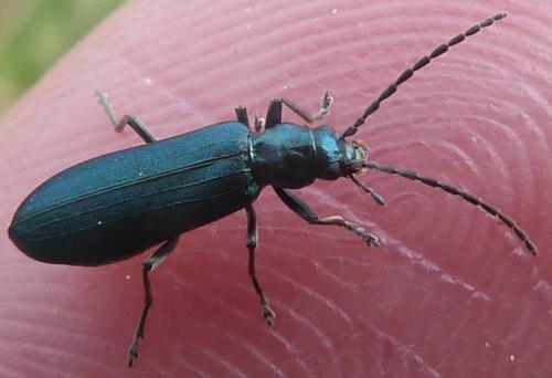 Réf. 226 919 : Ischnomera sp.