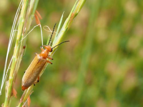 Sybaris flaveolus