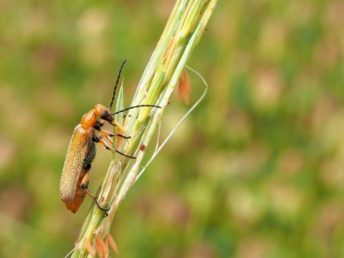 Sybaris flaveolus