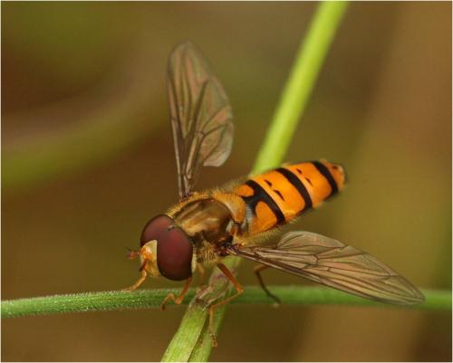 Réf. 226 849 : Episyrphus balteatus