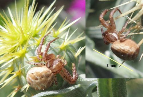 Xysticus sp.
