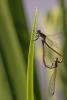 226520 – Photo : Cochet Alain – France (40)