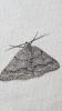 226857 – Photo : melchior Viallet – France (66)
