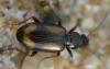 226983 – Photo : Christian Berquer – France (50)