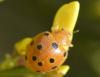 226522 – Photo : Christian Berquer – France (50)