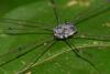 226216 – Photo : D. Martinez – Philippines