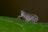 226211 – Photo : D. Martinez – Philippines