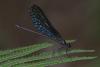 226774 – Photo : D. Martinez – Philippines
