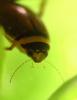 226376 – Photo : Mathurin CARNET – France (58)