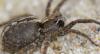 226868 – Photo : Christian Berquer – France (50)