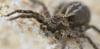 226871 – Photo : Christian Berquer – France (50)