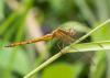 226903 – Photo : David – Malaisie