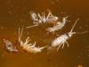 Tomocerus minor