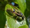 226424 – Photo : ORCHALLAN – France (44)